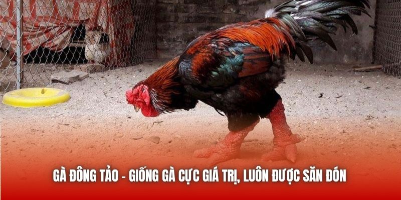 Gà Đông Tảo - Giống Gà Cực Giá Trị, Luôn Được Săn Đón