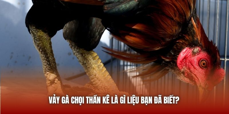 Vảy gà chọi thần kê là gì liệu bạn đã biết?